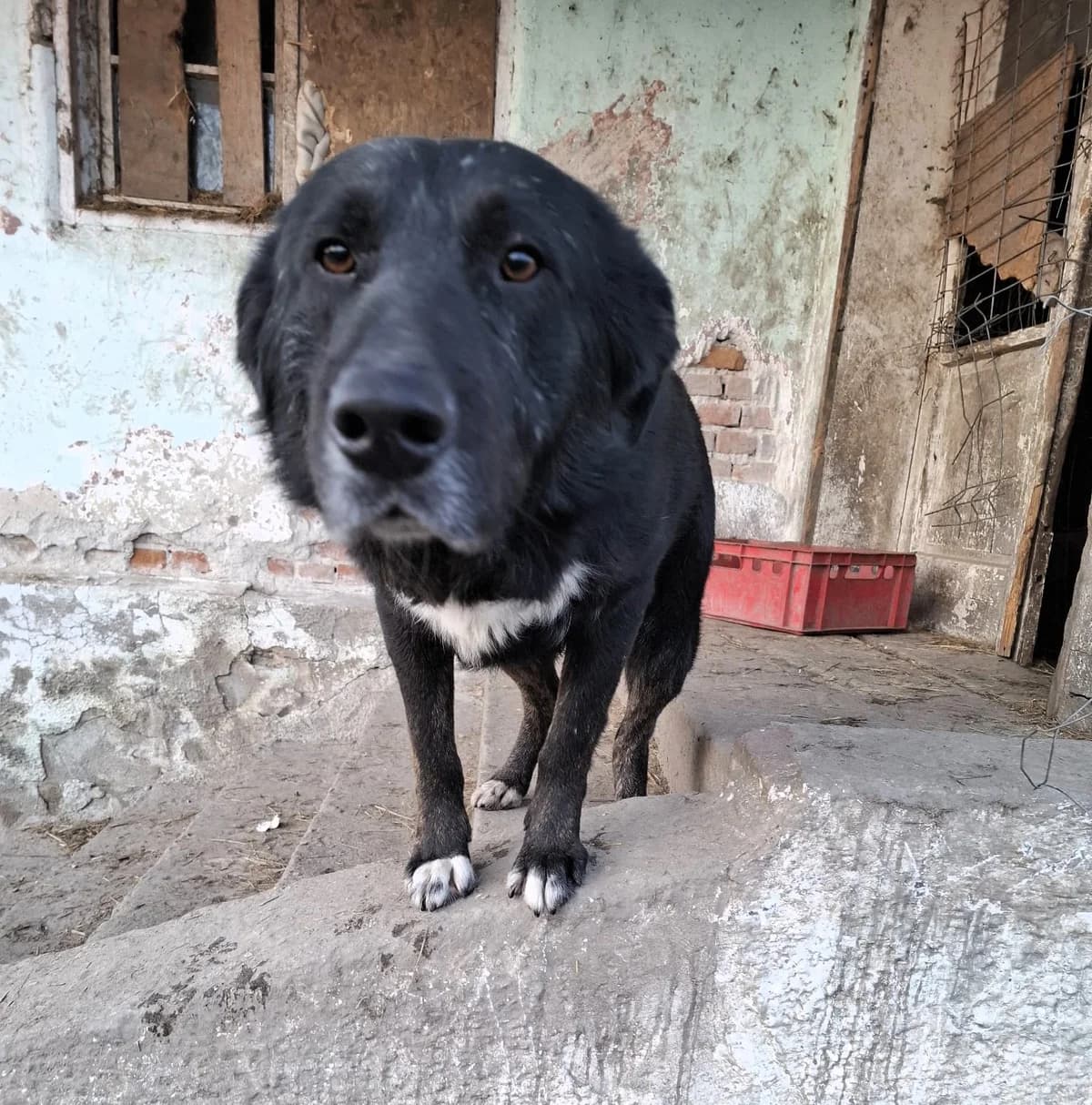 Balu, male Mixed Breed for adoption at Glückshunde Schweiz, Glueckshunde photo 4