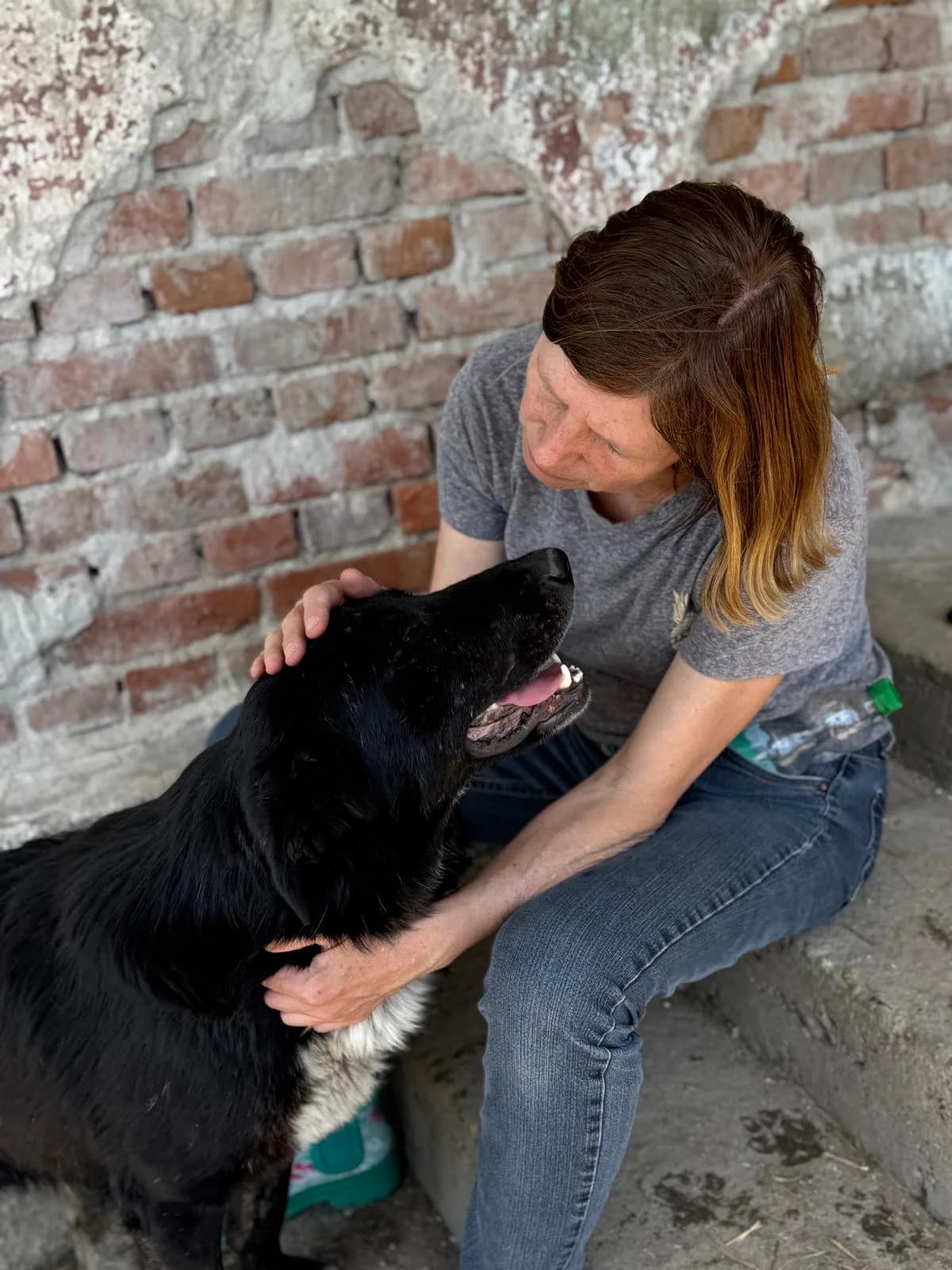 Balu, male Mixed Breed for adoption at Glückshunde Schweiz, Glueckshunde photo 5
