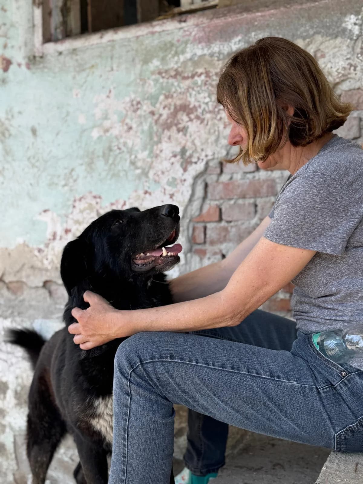 Balu, male Mixed Breed for adoption at Glückshunde Schweiz, Glueckshunde photo 6