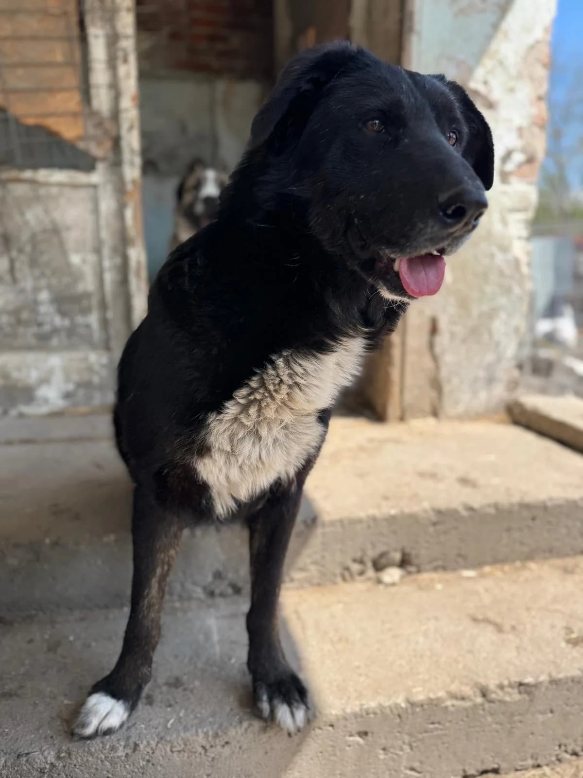 Balu, male Mixed Breed for adoption at Glückshunde Schweiz, Glueckshunde photo 7