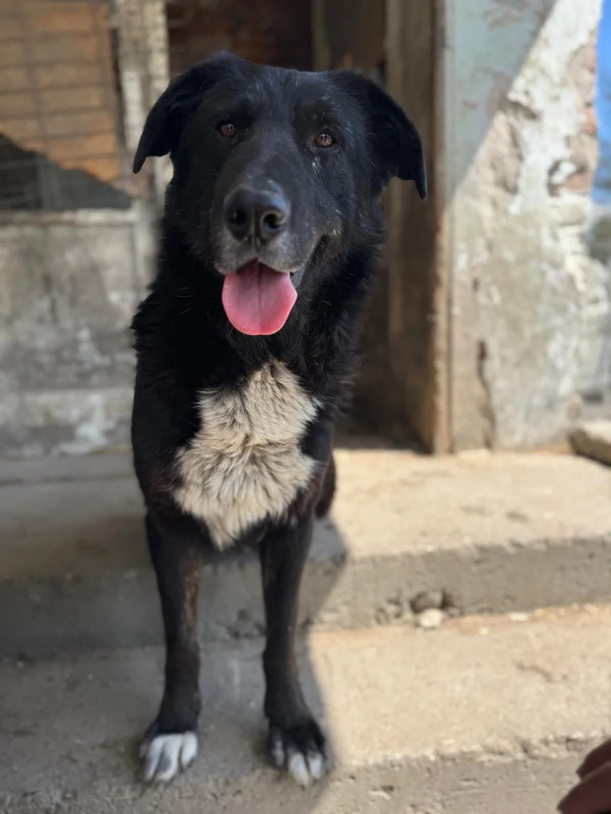 Balu, male Mixed Breed for adoption at Glückshunde Schweiz, Glueckshunde photo 8