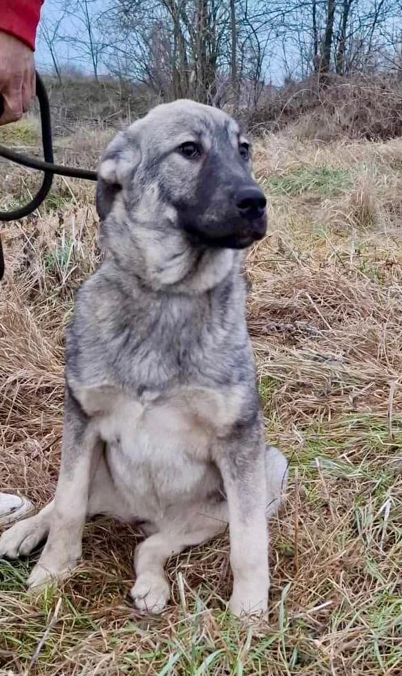 Bella, female Mixed Breed for adoption at Glueckshunde