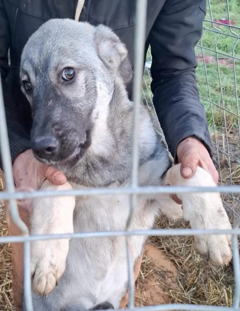 Bella, female Mixed Breed for adoption at Glückshunde Schweiz, Glueckshunde photo 2