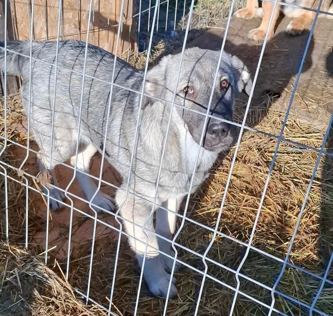 Bella, female Mixed Breed for adoption at Glückshunde Schweiz, Glueckshunde photo 3