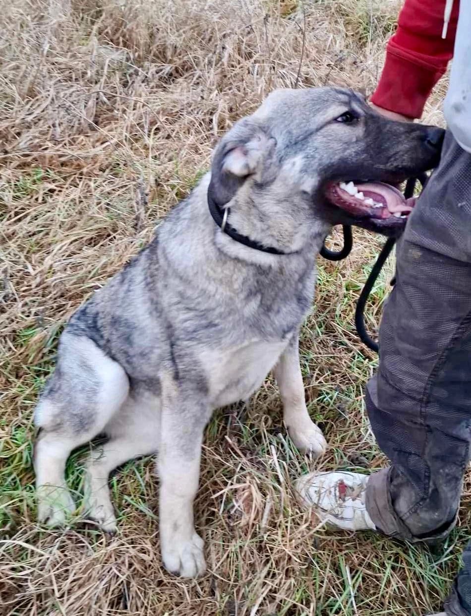Bella, female Mixed Breed for adoption at Glückshunde Schweiz, Glueckshunde photo 4
