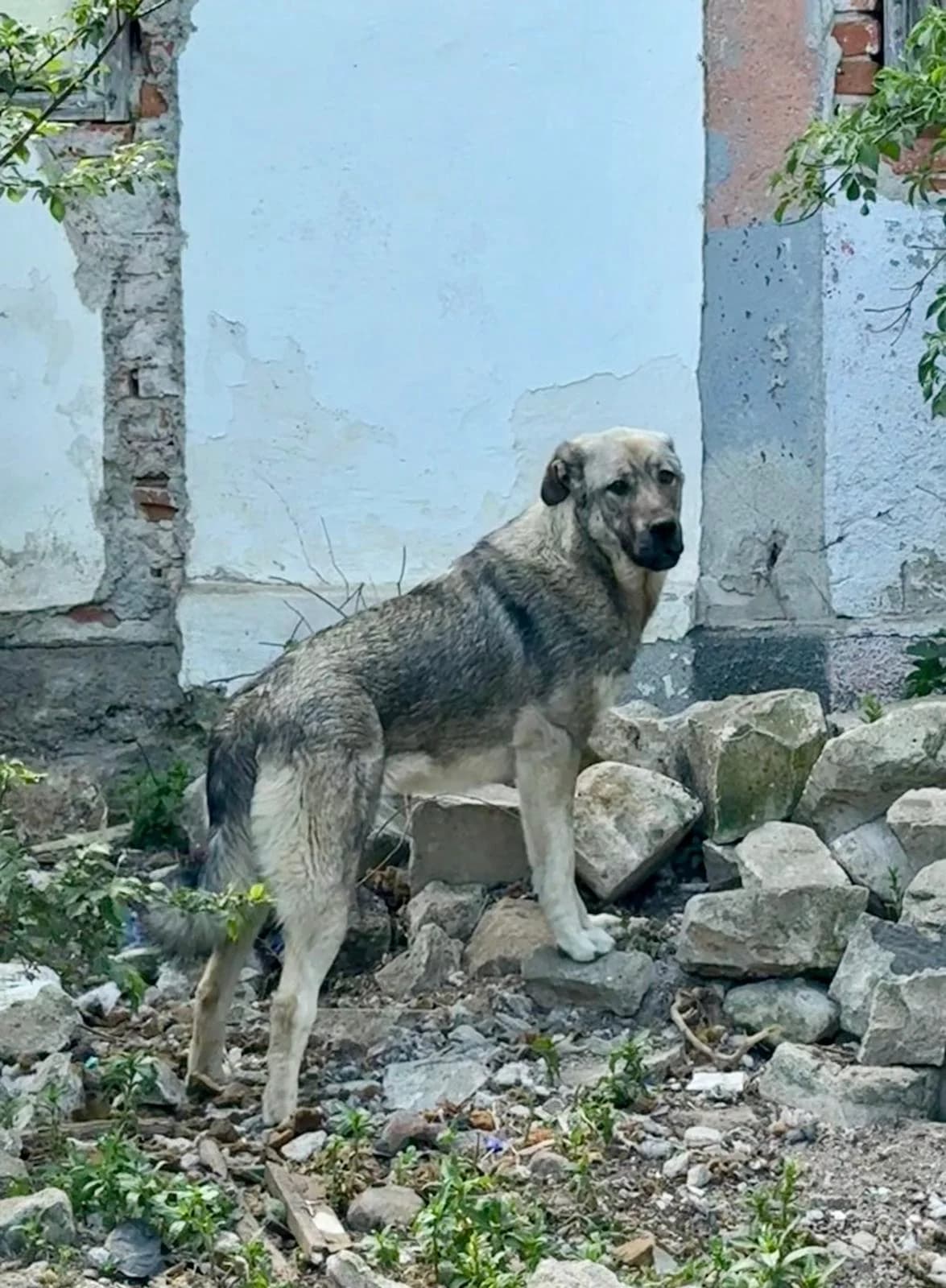 Bella, female Mixed Breed for adoption at Glückshunde Schweiz, Glueckshunde photo 5
