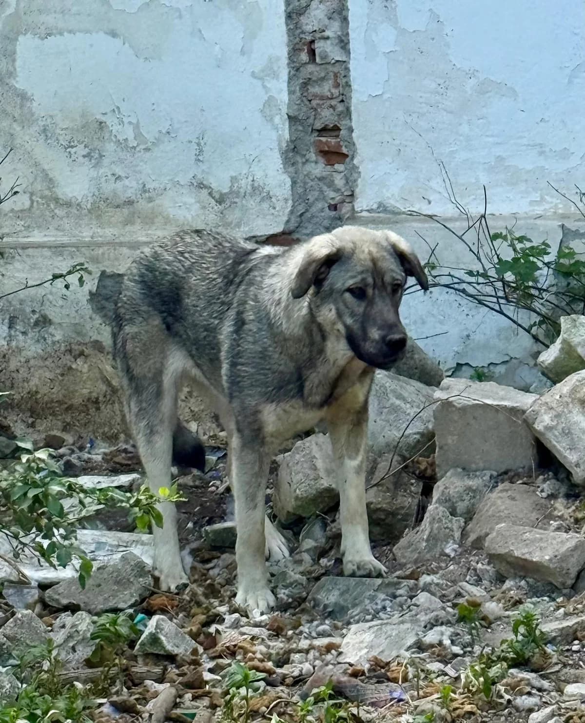 Bella, female Mixed Breed for adoption at Glückshunde Schweiz, Glueckshunde photo 6