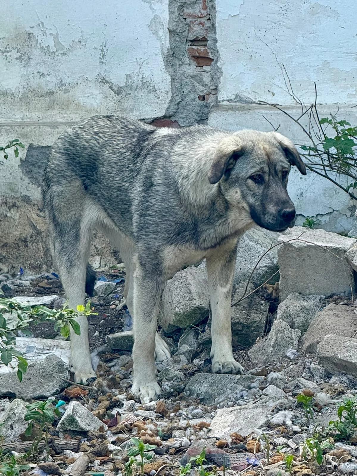 Bella, female Mixed Breed for adoption at Glückshunde Schweiz, Glueckshunde photo 7