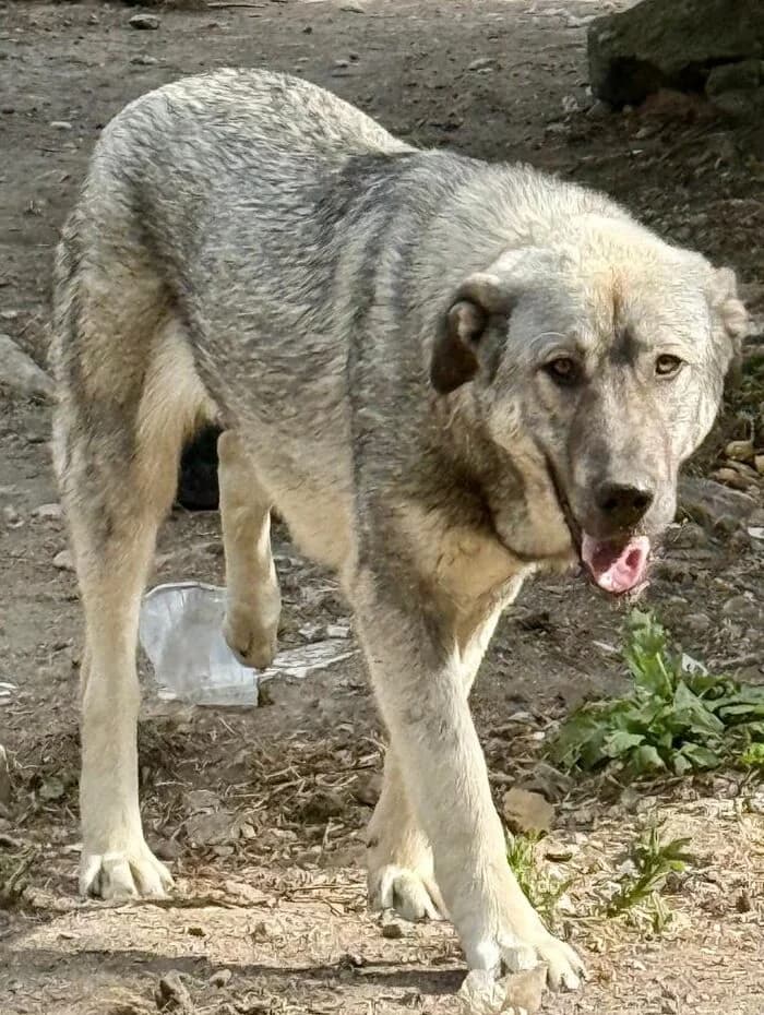 Bella, female Mixed Breed for adoption at Glückshunde Schweiz, Glueckshunde photo 8