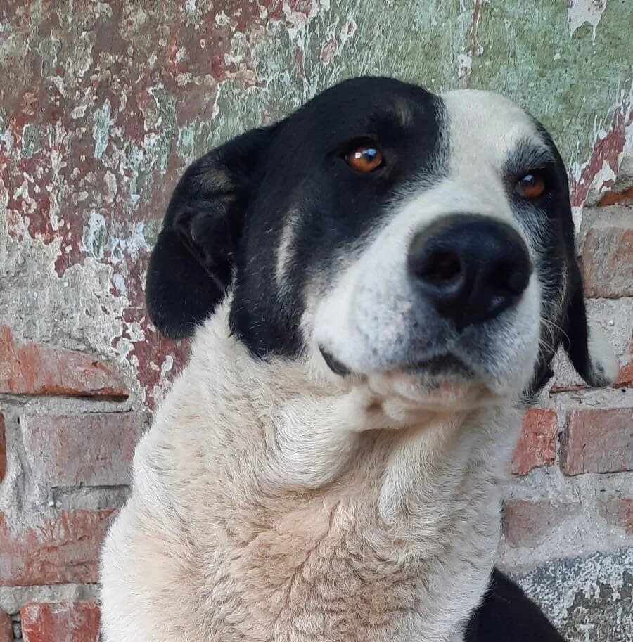 Benji, male Mixed Breed for adoption at Glueckshunde