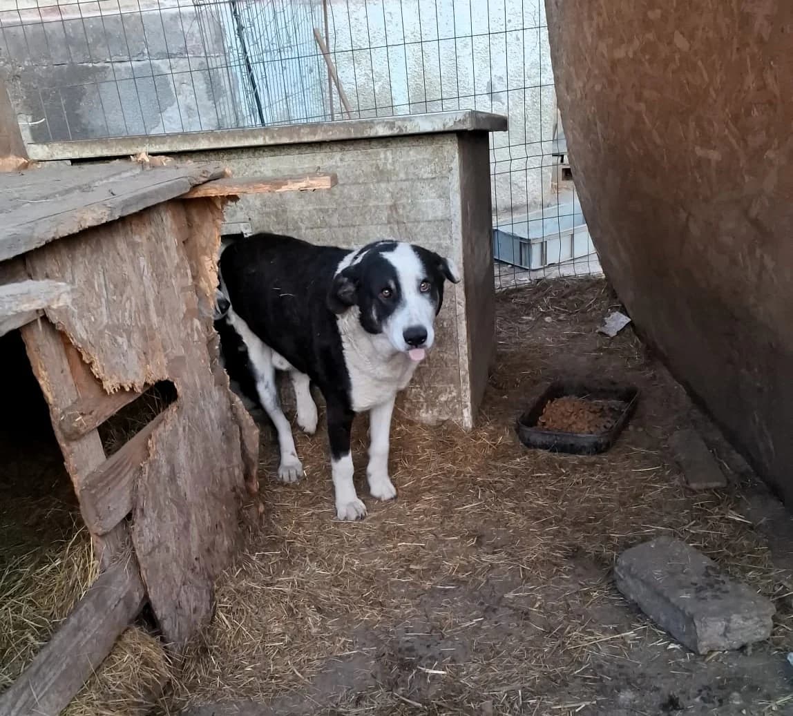 Benji, male Mixed Breed for adoption at Glückshunde Schweiz, Glueckshunde photo 2