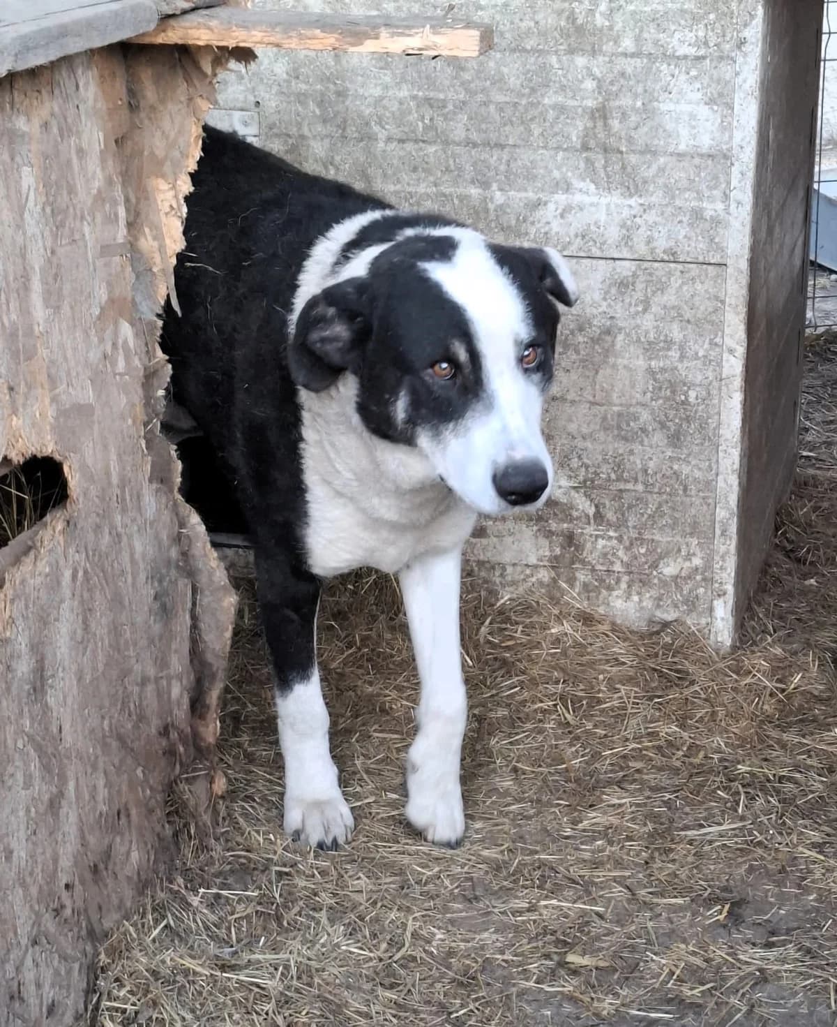 Benji, male Mixed Breed for adoption at Glückshunde Schweiz, Glueckshunde photo 3