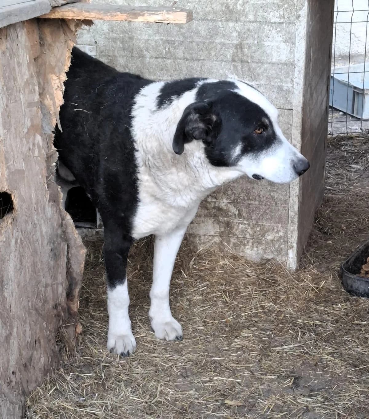 Benji, male Mixed Breed for adoption at Glückshunde Schweiz, Glueckshunde photo 4