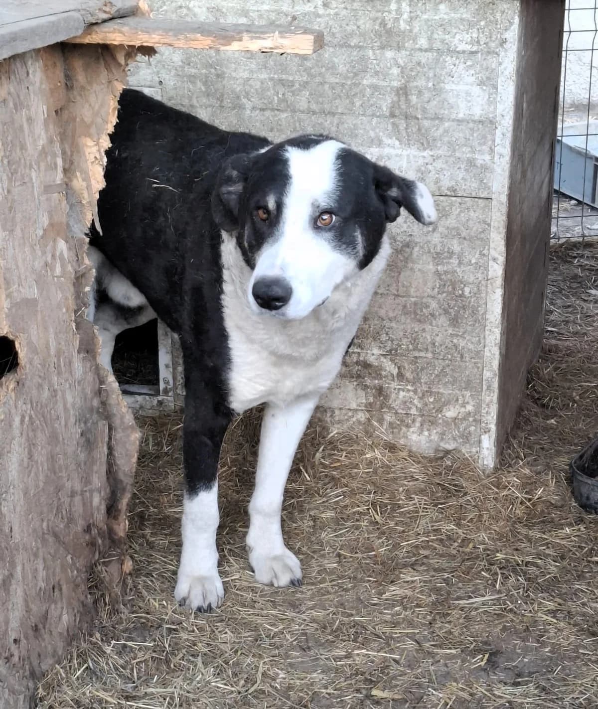 Benji, male Mixed Breed for adoption at Glückshunde Schweiz, Glueckshunde photo 5