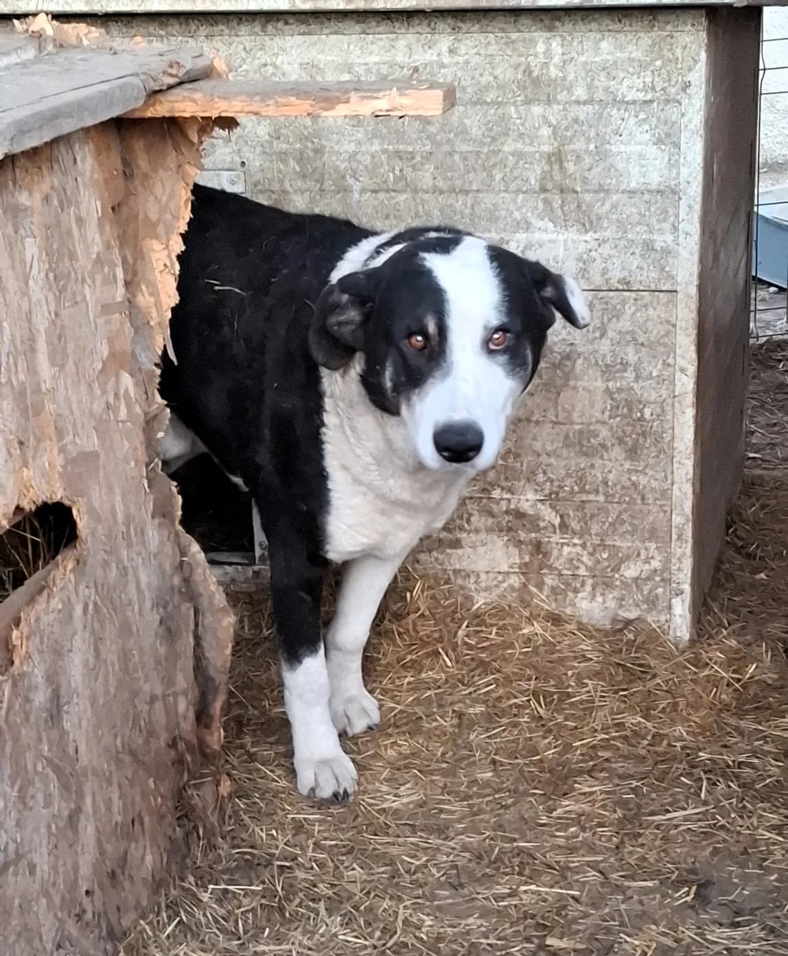 Benji, male Mixed Breed for adoption at Glückshunde Schweiz, Glueckshunde photo 6