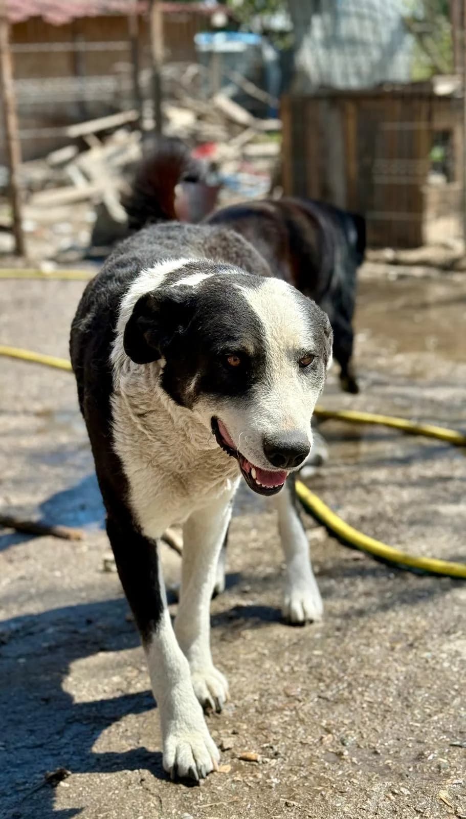 Benji, male Mixed Breed for adoption at Glückshunde Schweiz, Glueckshunde photo 7