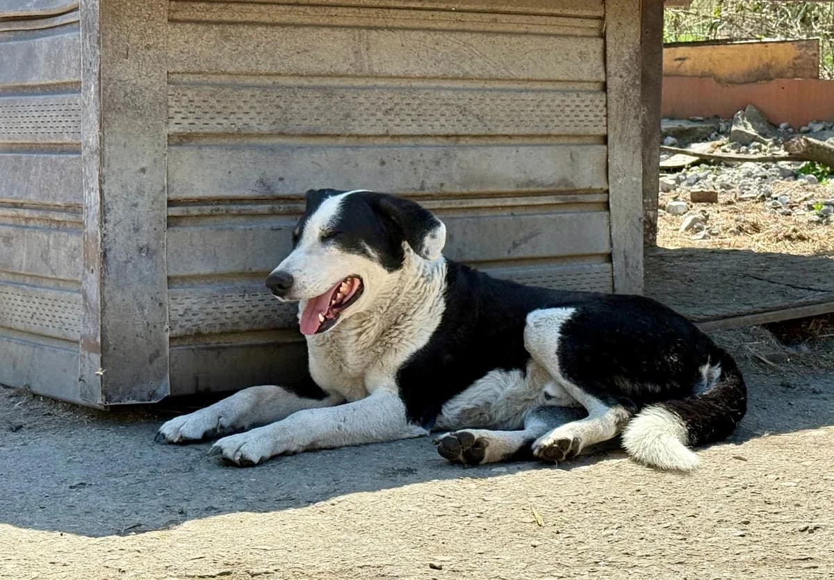 Benji, male Mixed Breed for adoption at Glückshunde Schweiz, Glueckshunde photo 8