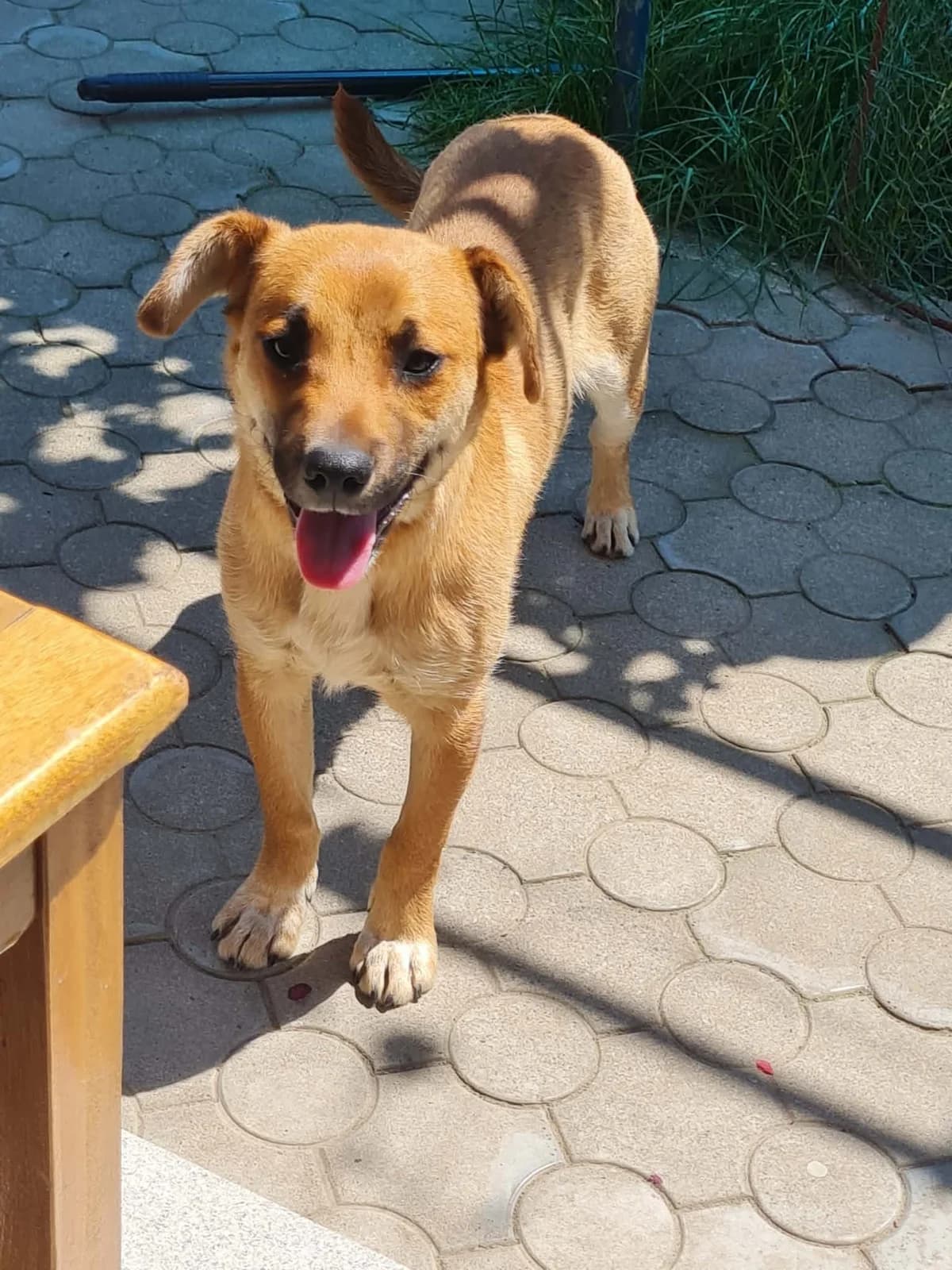 Bobi, male puppy Mixed Breed for adoption at Glückshunde Schweiz, Glueckshunde