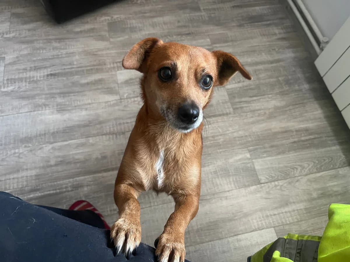 Cica, female Mixed Breed for adoption at Glueckshunde