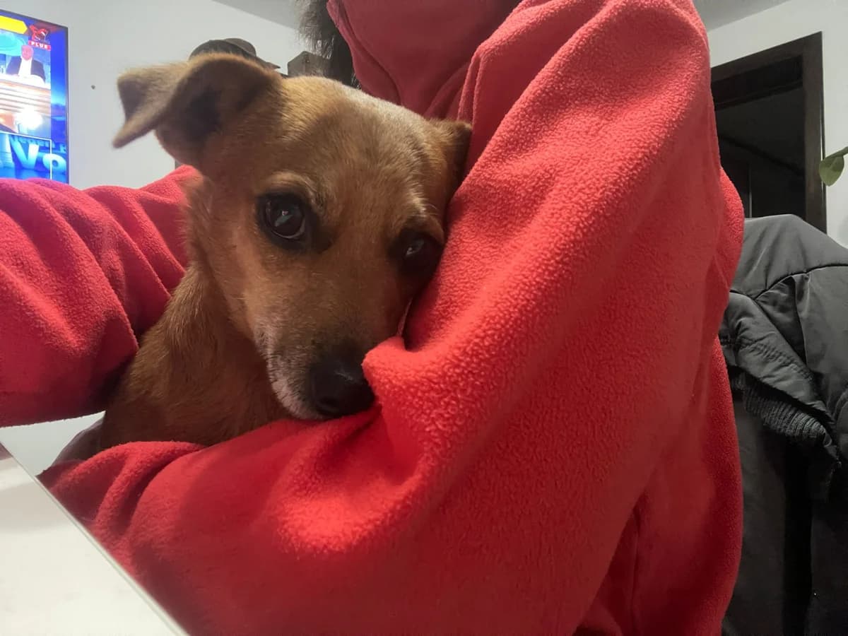 Cica, female Mixed Breed for adoption at Glückshunde Schweiz, Glueckshunde photo 2