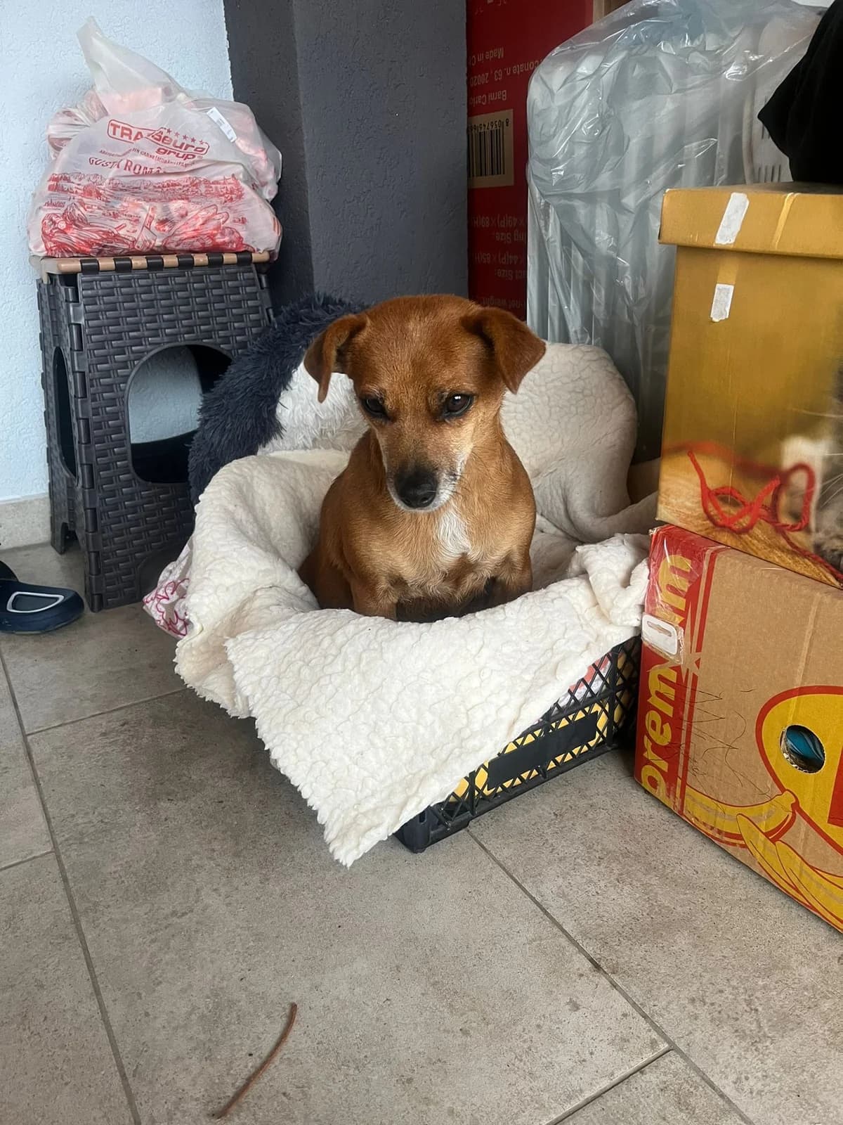 Cica, female Mixed Breed for adoption at Glückshunde Schweiz, Glueckshunde photo 3