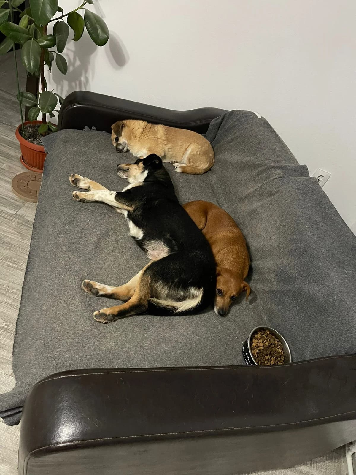 Cica, female Mixed Breed for adoption at Glückshunde Schweiz, Glueckshunde photo 4