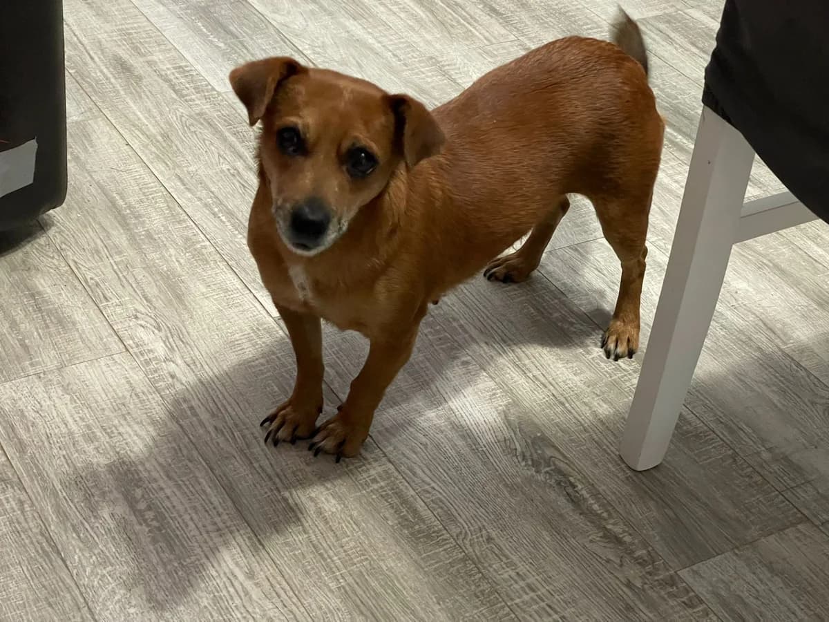 Cica, female Mixed Breed for adoption at Glückshunde Schweiz, Glueckshunde photo 5