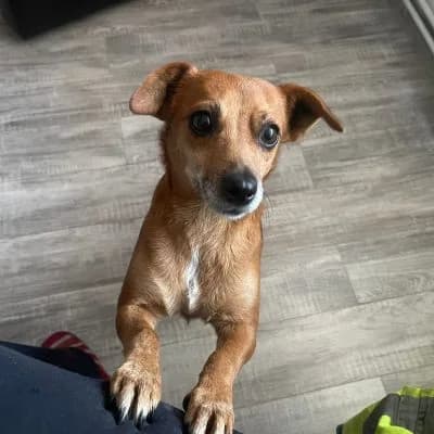 Cica, female Mixed Breed for adoption at Glückshunde Schweiz, Glueckshunde photo 6