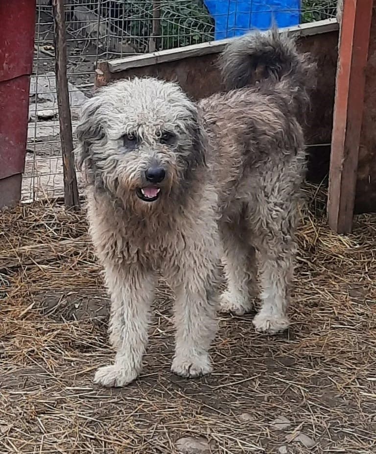 Dino, male Mixed Breed for adoption at Glueckshunde