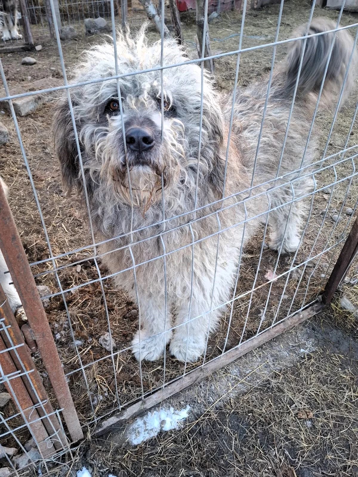 Dino, male Mixed Breed for adoption at Glückshunde Schweiz, Glueckshunde photo 2