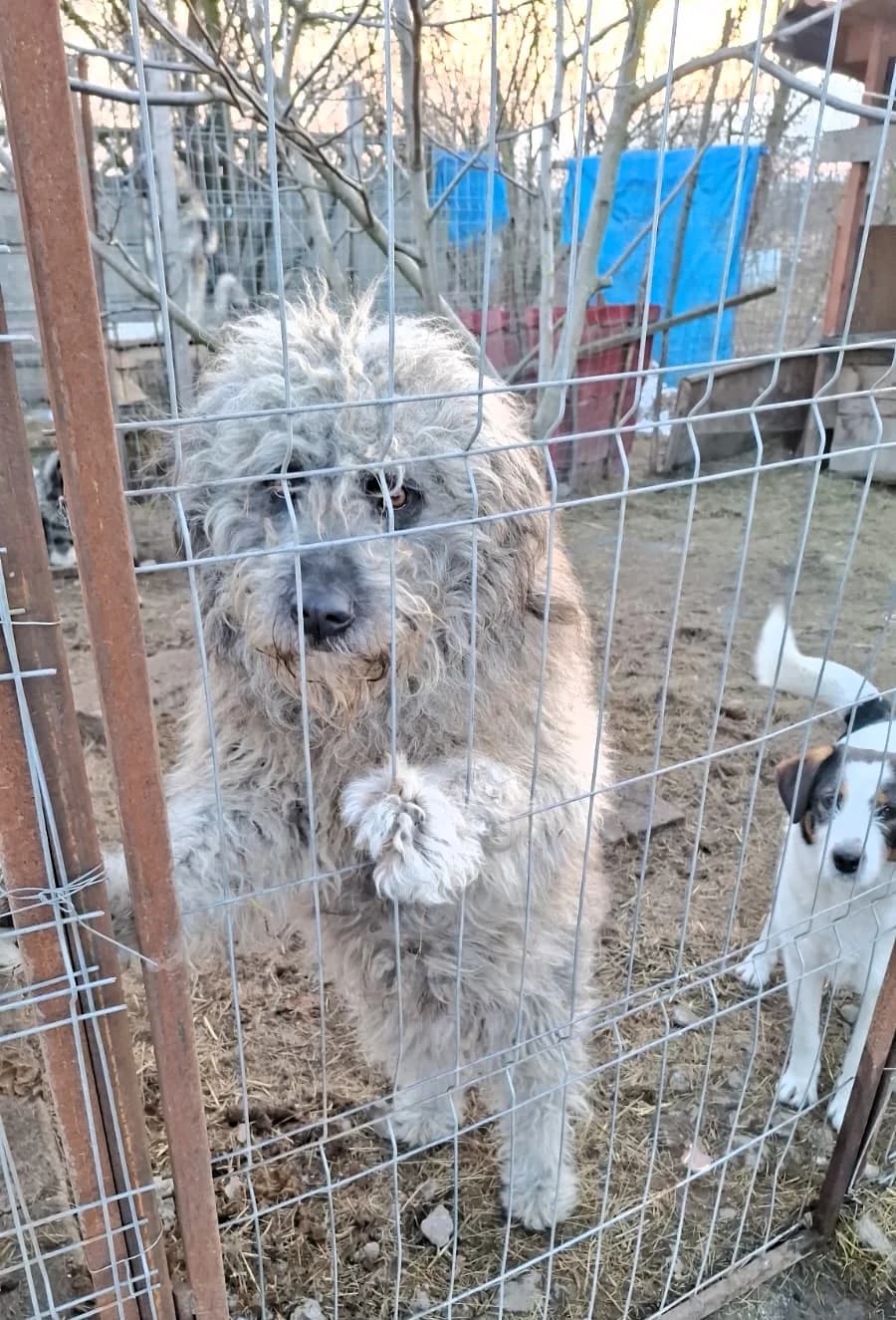 Dino, male Mixed Breed for adoption at Glückshunde Schweiz, Glueckshunde photo 3