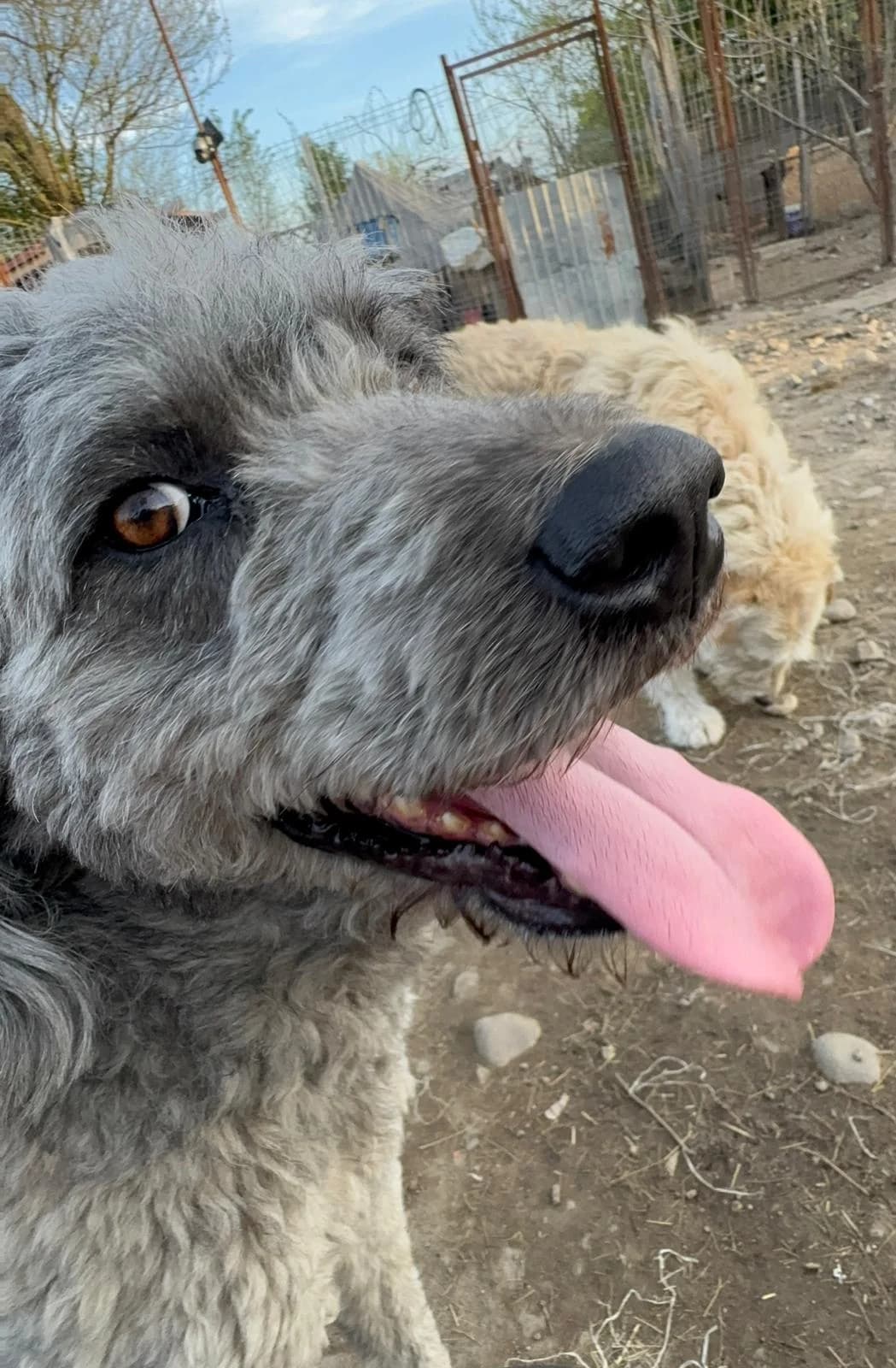 Dino, male Mixed Breed for adoption at Glückshunde Schweiz, Glueckshunde photo 4
