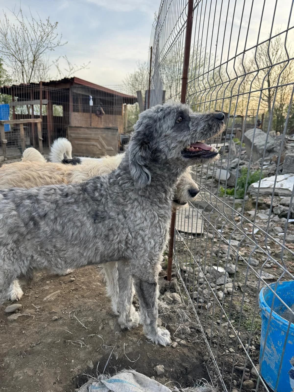 Dino, male Mixed Breed for adoption at Glückshunde Schweiz, Glueckshunde photo 5