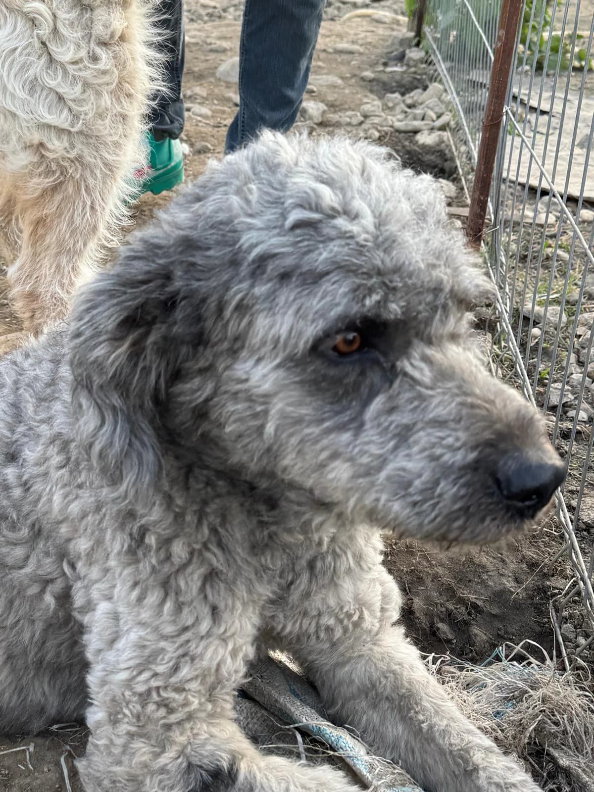 Dino, male Mixed Breed for adoption at Glückshunde Schweiz, Glueckshunde photo 6