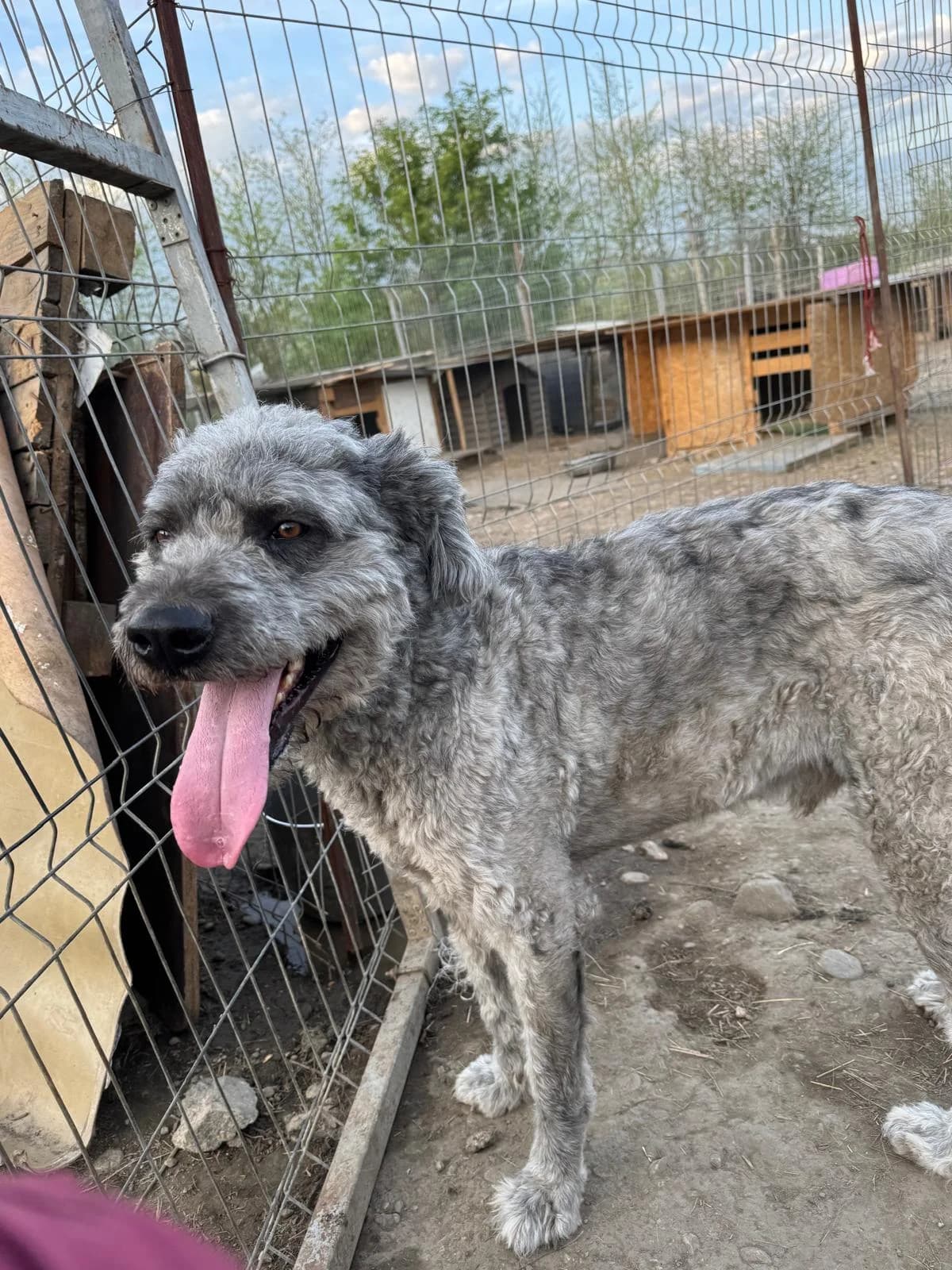 Dino, male Mixed Breed for adoption at Glückshunde Schweiz, Glueckshunde photo 7