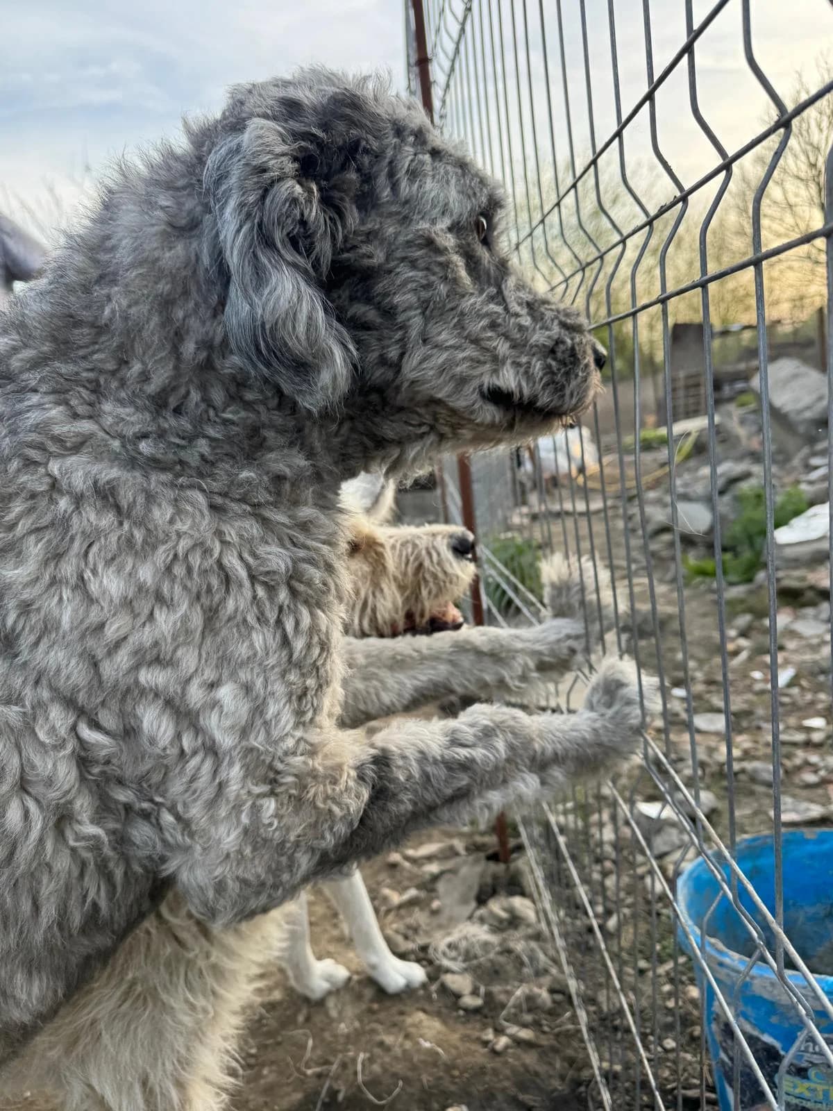 Dino, male Mixed Breed for adoption at Glückshunde Schweiz, Glueckshunde photo 8