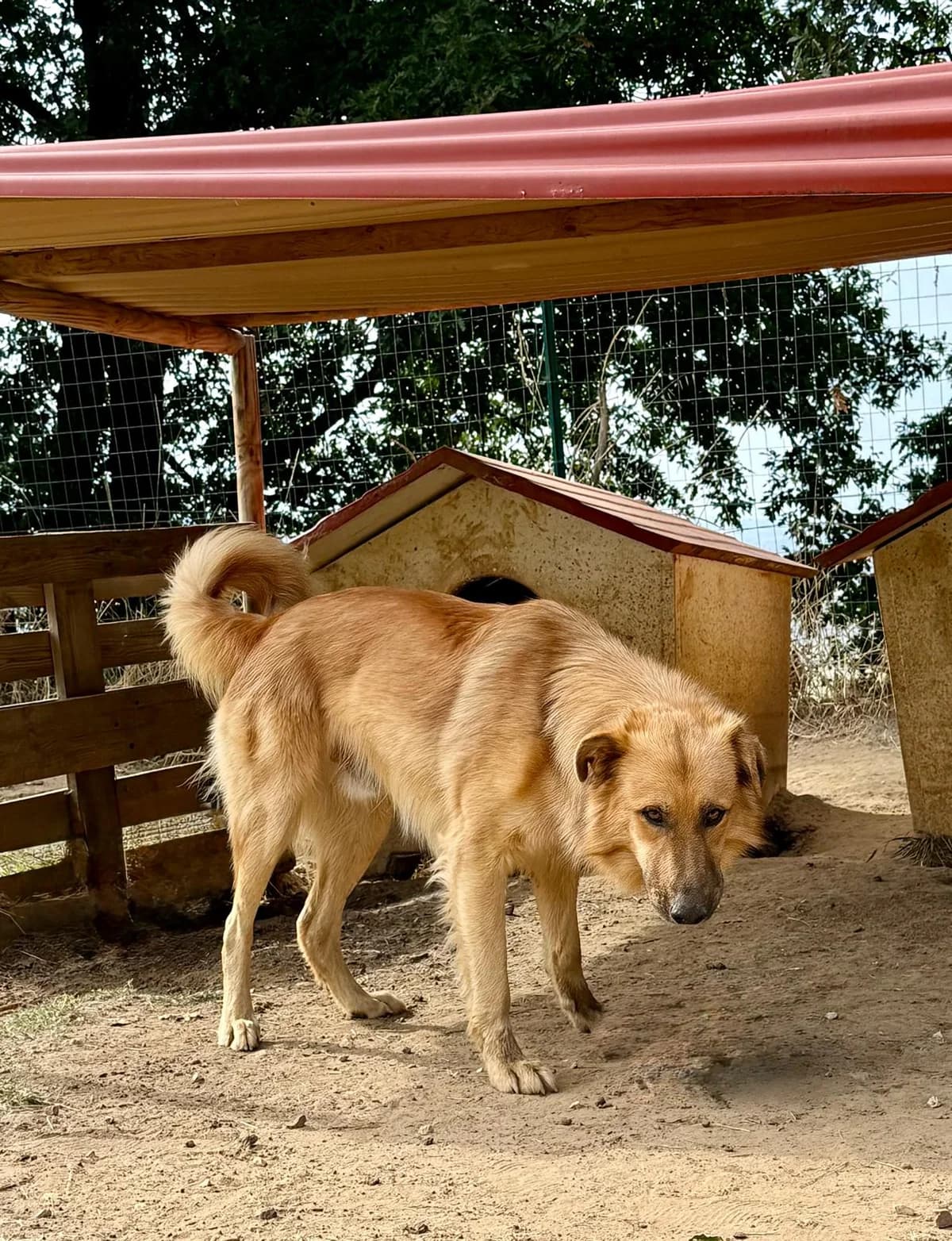 DJ, male 3yo Mixed Breed for adoption at Glückshunde Schweiz, Glueckshunde