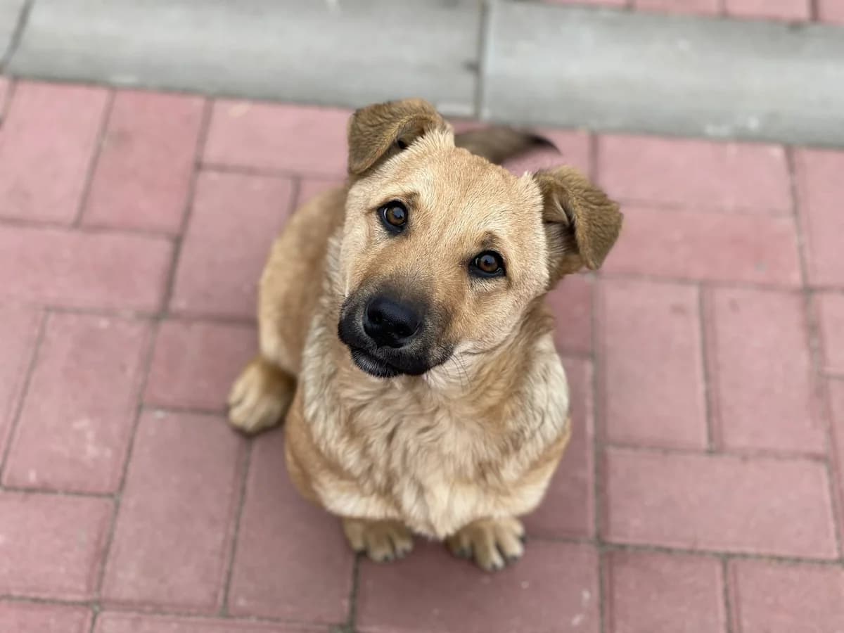 Dodo, male Mixed Breed for adoption at Glueckshunde