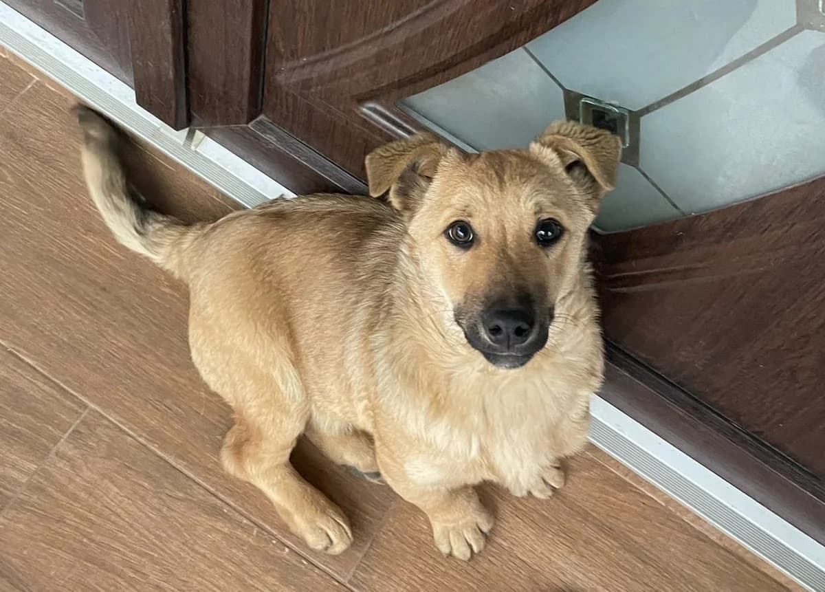 Dodo, male Mixed Breed for adoption at Glückshunde Schweiz, Glueckshunde photo 2