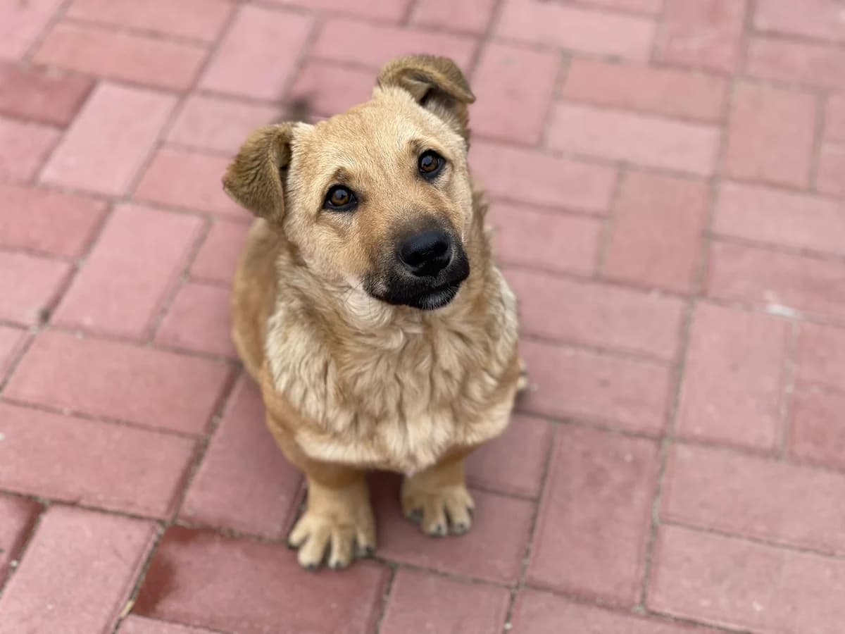 Dodo, male Mixed Breed for adoption at Glückshunde Schweiz, Glueckshunde photo 3