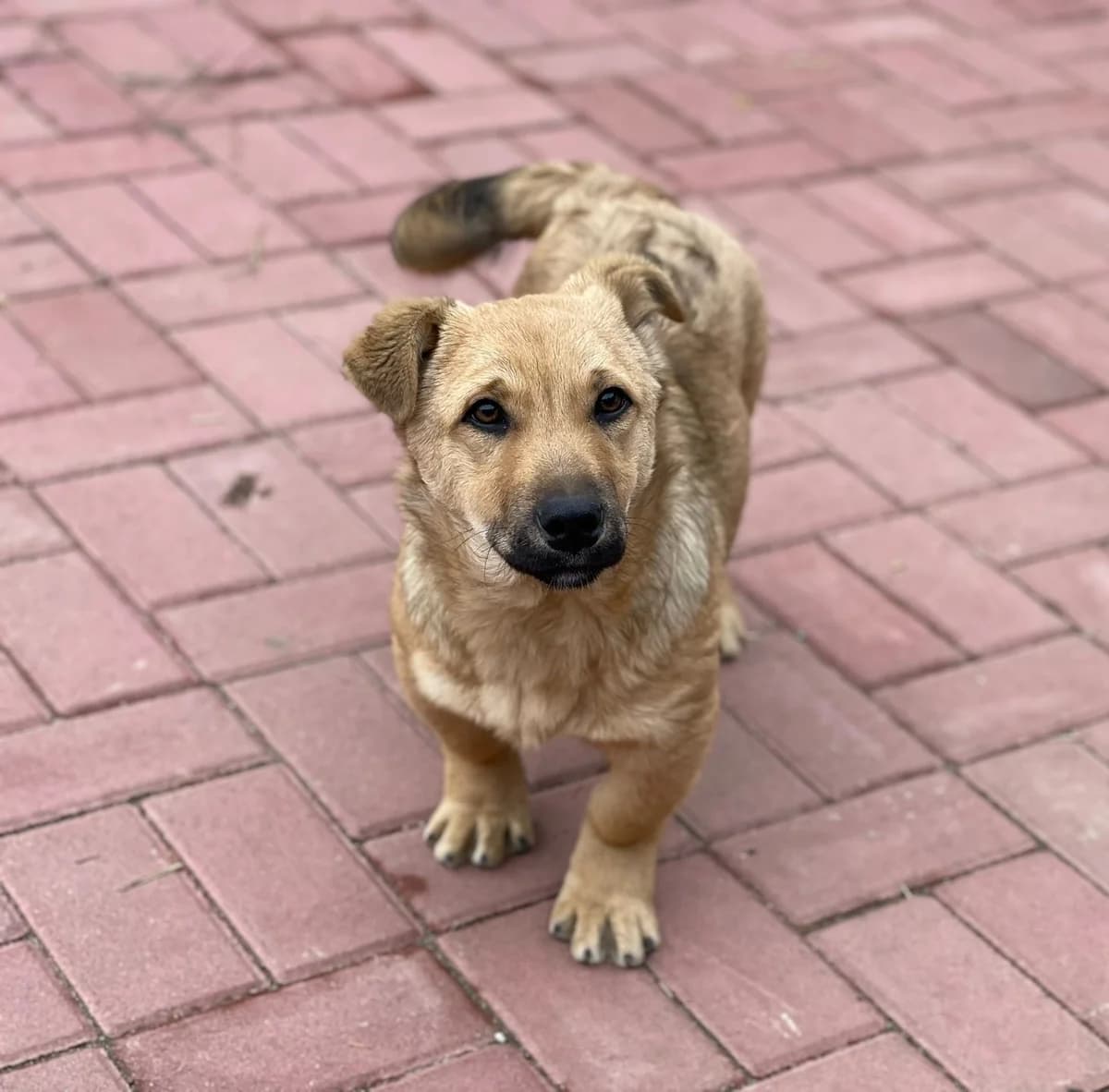 Dodo, male Mixed Breed for adoption at Glückshunde Schweiz, Glueckshunde photo 4