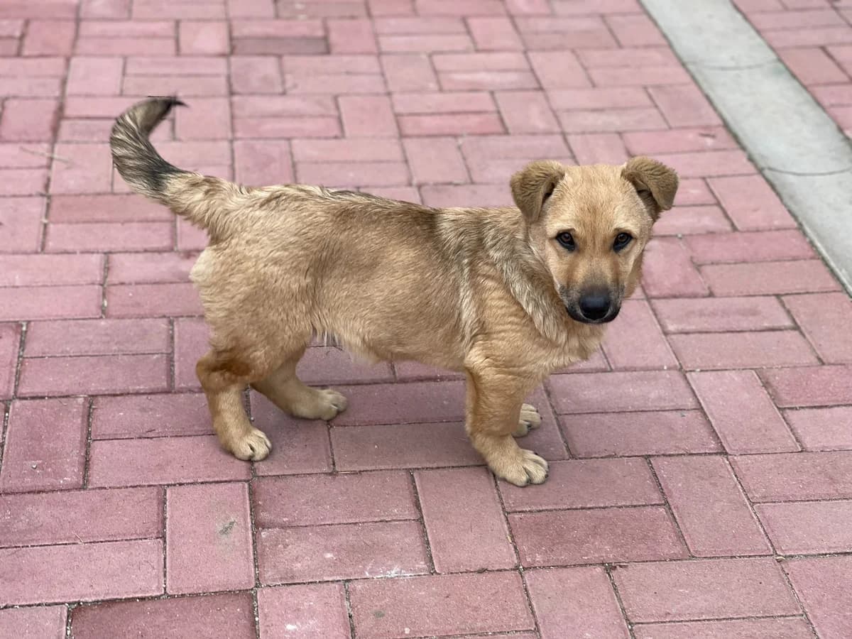 Dodo, male Mixed Breed for adoption at Glückshunde Schweiz, Glueckshunde photo 5