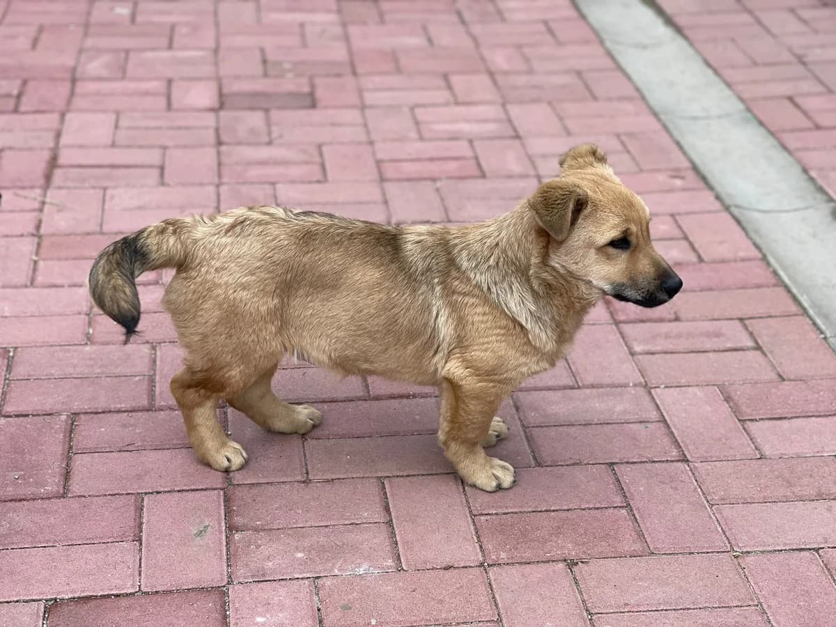 Dodo, male Mixed Breed for adoption at Glückshunde Schweiz, Glueckshunde photo 6