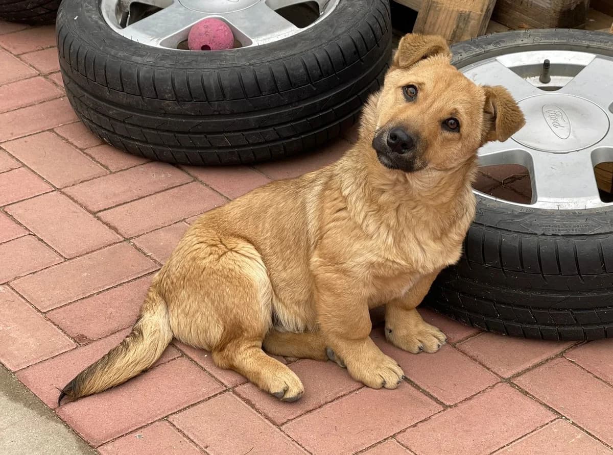 Dodo, male Mixed Breed for adoption at Glückshunde Schweiz, Glueckshunde photo 7