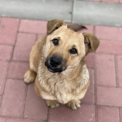 Dodo, male Mixed Breed for adoption at Glückshunde Schweiz, Glueckshunde photo 8