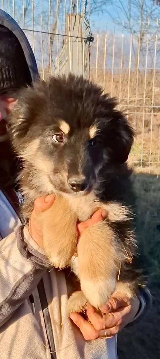 Enya, female Mixed Breed for adoption at Glueckshunde