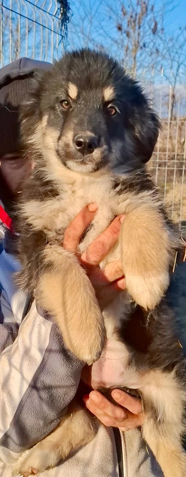 Enya, female Mixed Breed for adoption at Glückshunde Schweiz, Glueckshunde photo 2