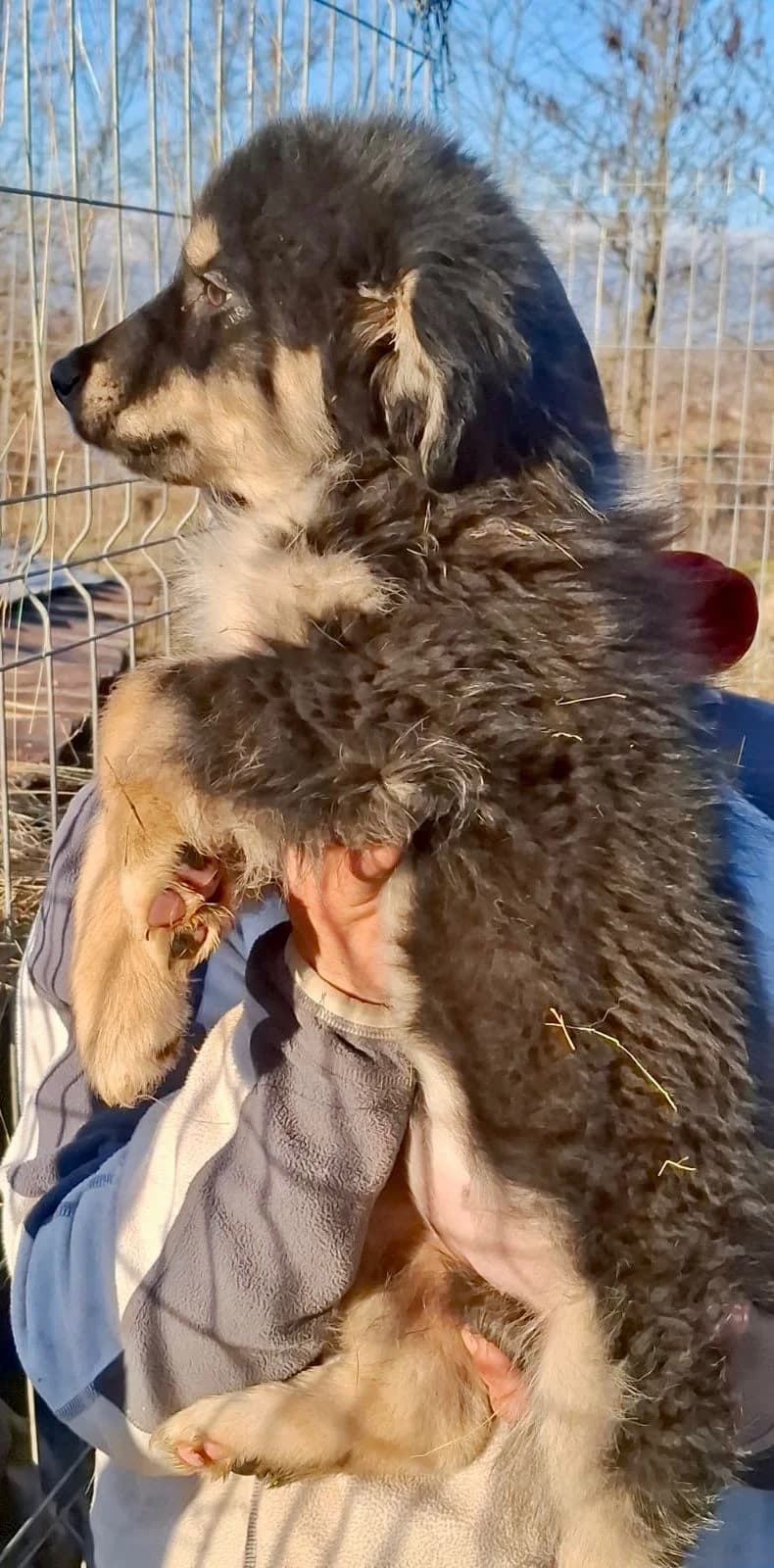 Enya, female Mixed Breed for adoption at Glückshunde Schweiz, Glueckshunde photo 3