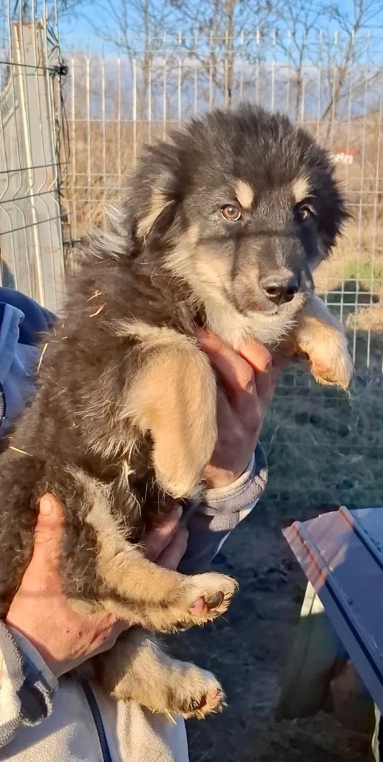 Enya, female Mixed Breed for adoption at Glückshunde Schweiz, Glueckshunde photo 4