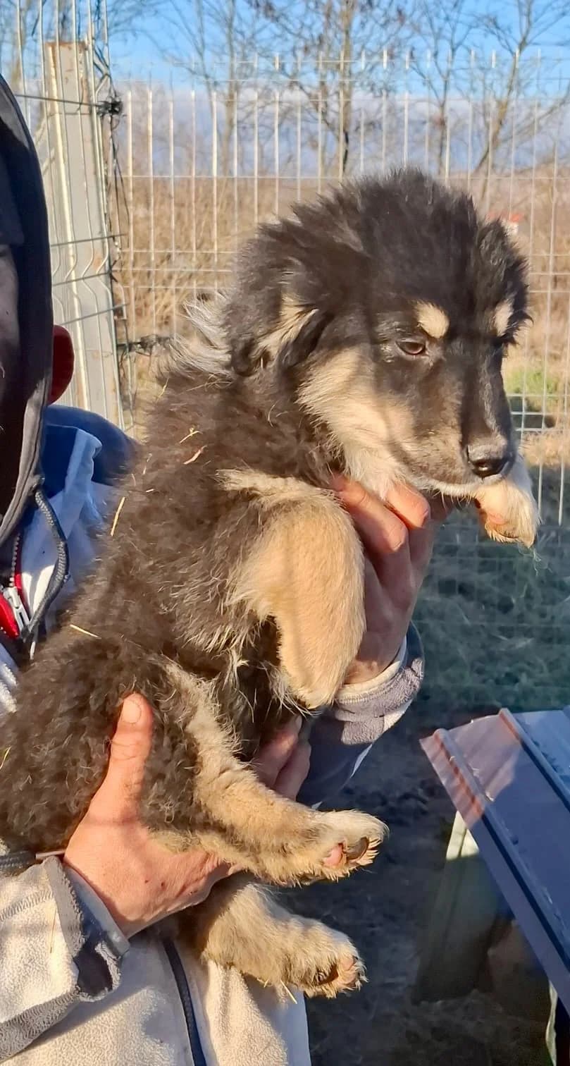 Enya, female Mixed Breed for adoption at Glückshunde Schweiz, Glueckshunde photo 5